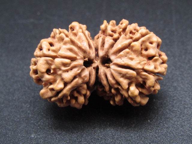 Nepali 12 Mukhi Gauri Shankar Rudraksha