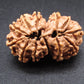 Nepali 12 Mukhi Gauri Shankar Rudraksha