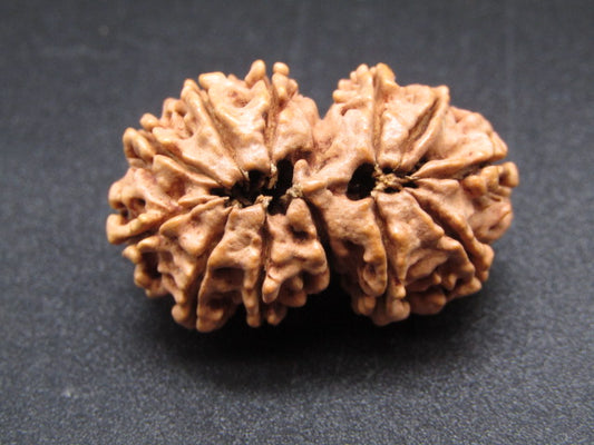 Nepali 12 Mukhi Gauri Shankar Rudraksha