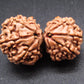 Nepali 11 Mukhi Gauri Shankar Rudraksha