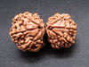 Nepali 11 Mukhi Gauri Shankar Rudraksha