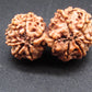 Nepali 11 Mukhi Gauri Shankar Rudraksha
