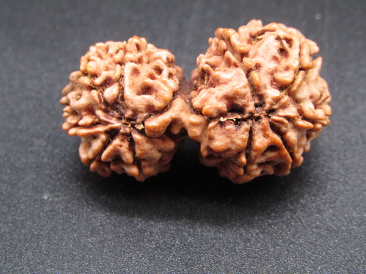 Nepali 11 Mukhi Gauri Shankar Rudraksha