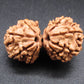 Nepali 11 Mukhi Gauri Shankar Rudraksha