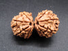 Nepali 11 Mukhi Gauri Shankar Rudraksha