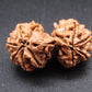 Nepali 11 Mukhi Gauri Shankar Rudraksha