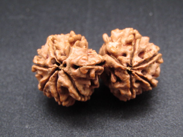 Nepali 11 Mukhi Gauri Shankar Rudraksha
