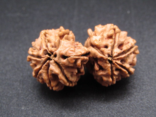 Nepali 11 Mukhi Gauri Shankar Rudraksha