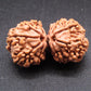 Nepali 8 Mukhi Gauri Shankar Rudraksha