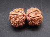 Nepali 8 Mukhi Gauri Shankar Rudraksha