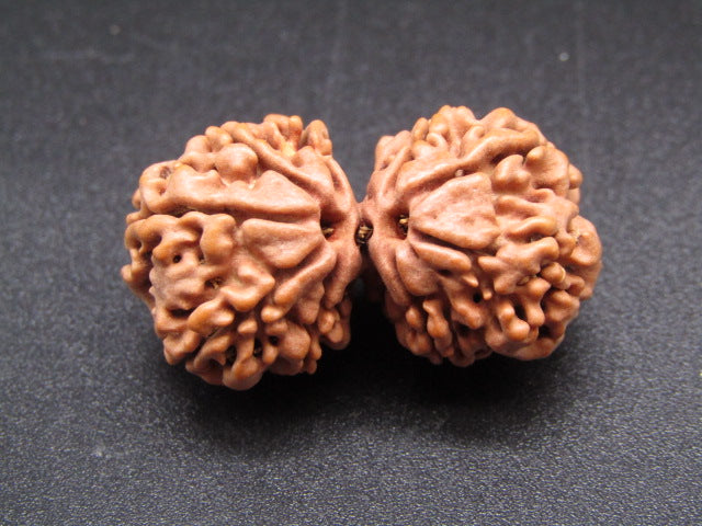 Nepali 8 Mukhi Gauri Shankar Rudraksha