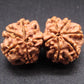 Nepali 8 Mukhi Gauri Shankar Rudraksha