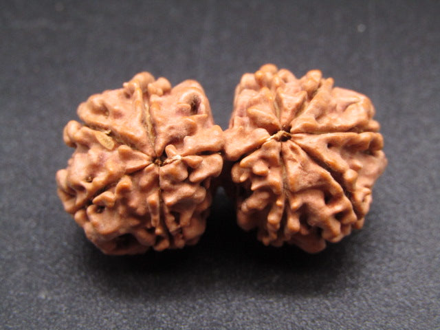 Nepali 8 Mukhi Gauri Shankar Rudraksha