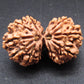 Nepali 12 Mukhi Gauri Shankar Rudraksha