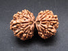 Nepali 12 Mukhi Gauri Shankar Rudraksha