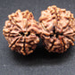 Nepali 12 Mukhi Gauri Shankar Rudraksha