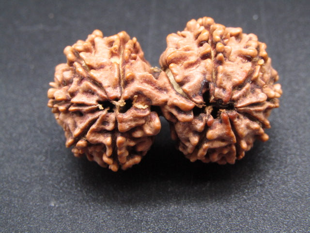 Nepali 12 Mukhi Gauri Shankar Rudraksha