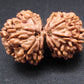 Nepali 10 Mukhi Gauri Shankar Rudraksha