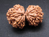 Nepali 10 Mukhi Gauri Shankar Rudraksha
