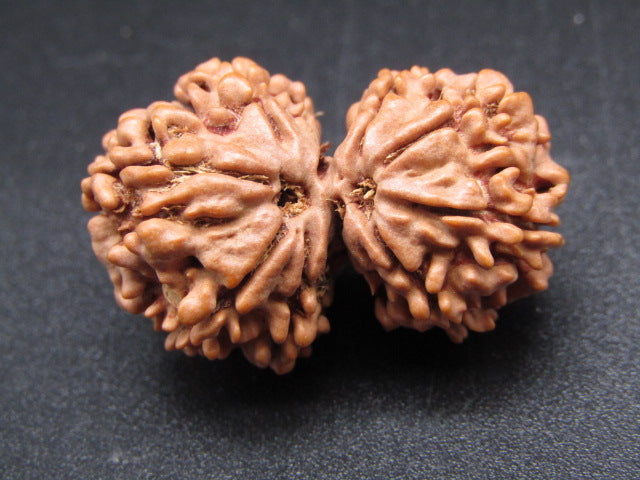Nepali 10 Mukhi Gauri Shankar Rudraksha