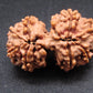 Nepali 10 Mukhi Gauri Shankar Rudraksha
