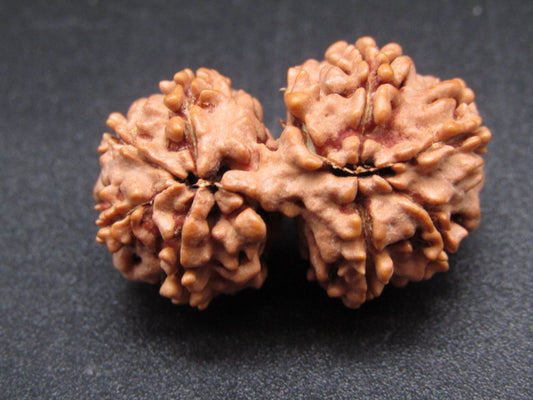 Nepali 10 Mukhi Gauri Shankar Rudraksha
