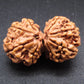 Nepali 9 Mukhi Gauri Shankar Rudraksha