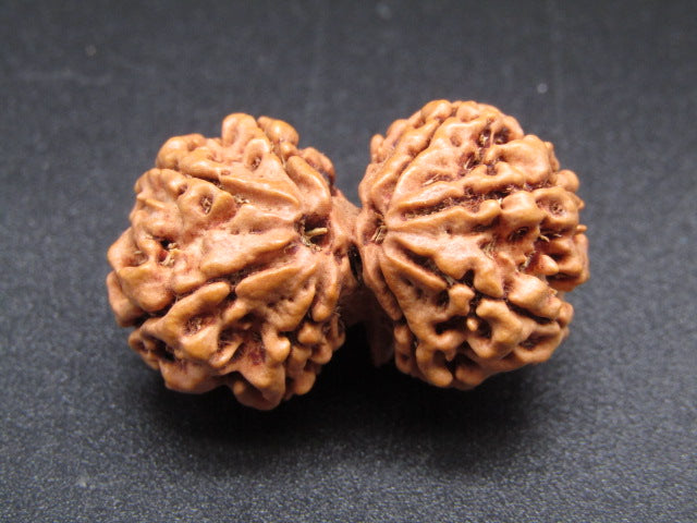 Nepali 9 Mukhi Gauri Shankar Rudraksha
