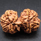 Nepali 9 Mukhi Gauri Shankar Rudraksha
