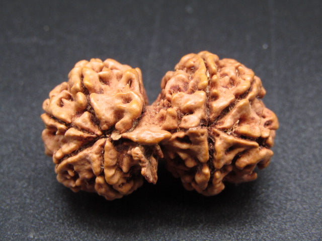 Nepali 9 Mukhi Gauri Shankar Rudraksha