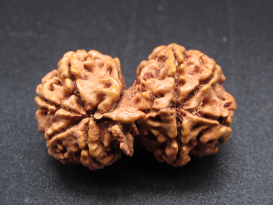 Nepali 9 Mukhi Gauri Shankar Rudraksha