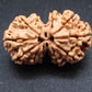 Nepali 11 Mukhi Gauri Shankar Rudraksha
