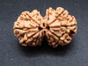 Nepali 11 Mukhi Gauri Shankar Rudraksha