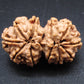 Nepali 11 Mukhi Gauri Shankar Rudraksha