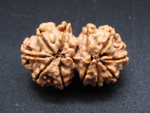 Nepali 11 Mukhi Gauri Shankar Rudraksha