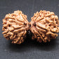 Nepali 10 Mukhi Gauri Shankar Rudraksha
