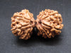 Nepali 10 Mukhi Gauri Shankar Rudraksha
