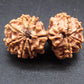 Nepali 10 Mukhi Gauri Shankar Rudraksha