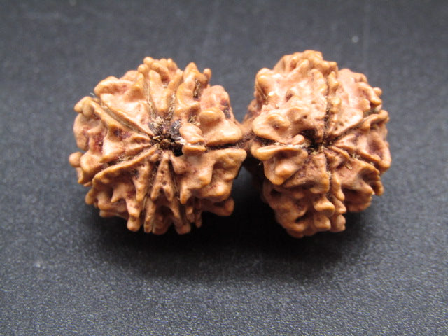 Nepali 10 Mukhi Gauri Shankar Rudraksha