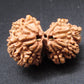 Nepali 9 Mukhi Gauri Shankar Rudraksha