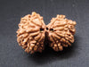 Nepali 9 Mukhi Gauri Shankar Rudraksha
