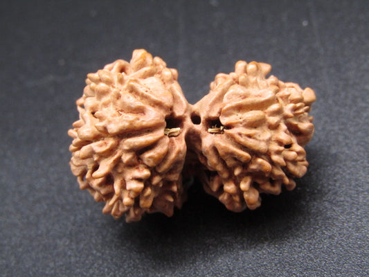 Nepali 9 Mukhi Gauri Shankar Rudraksha