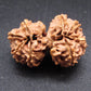 Nepali 9 Mukhi Gauri Shankar Rudraksha