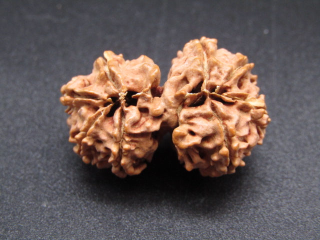 Nepali 9 Mukhi Gauri Shankar Rudraksha
