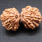 Nepali 13 Mukhi Gauri Shankar Rudraksha
