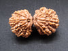 Nepali 13 Mukhi Gauri Shankar Rudraksha