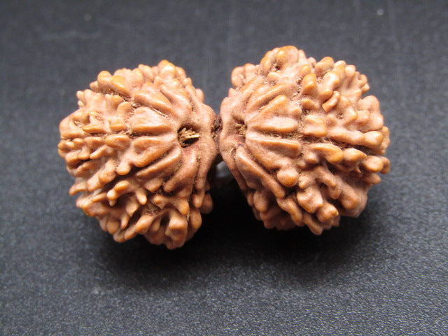 Nepali 13 Mukhi Gauri Shankar Rudraksha