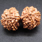 Nepali 13 Mukhi Gauri Shankar Rudraksha
