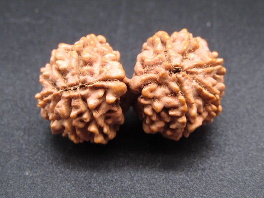 Nepali 13 Mukhi Gauri Shankar Rudraksha