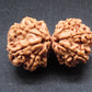 Nepali 12 Mukhi Gauri Shankar Rudraksha